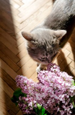 Şirin gri kedi leylak çiçekleri kokluyor. Çiçekli kedi yavrusu şırınga çiçekleri evde, ahşap zeminde..