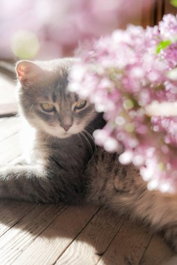 Saf leylak çiçekleri arasında yeşil gözlü şirin gri kedi. Çiçekli kedi yavrusu şırınga çiçekleri evde, ahşap zeminde..