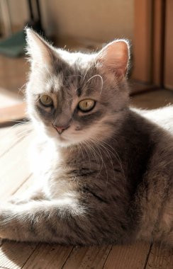 Cute grey cat with green eyes. Kitten at home on wooden floor.
