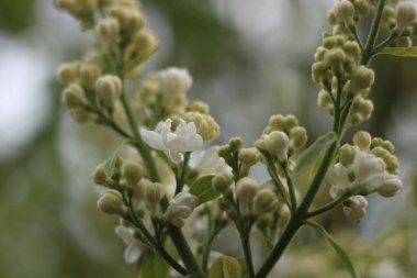 Beyaz leylak çiçekleri. Beyaz mürver..
