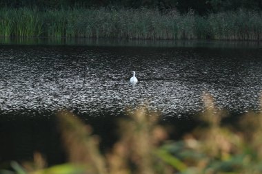Gün batımında bir dron ve kameradan gölün fotoğrafları..