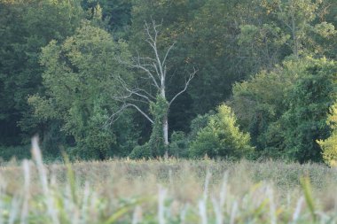 Gün batımında bir dron ve kameradan gölün fotoğrafları..