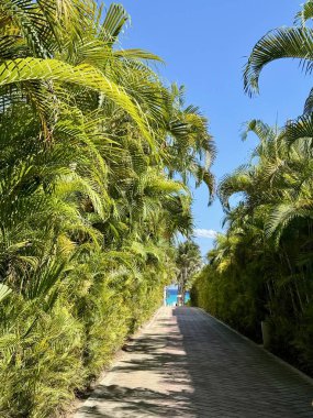 Denize açılan palmiye ağaçları olan bir yol..