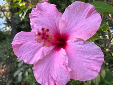 Brezilya 'nın tipik çiçeği.