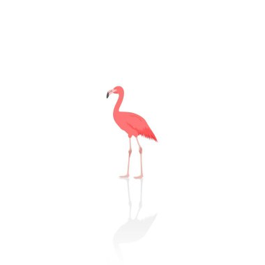 Pembe flamingo izole vektör grafikleri