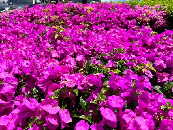 Primer Plano Hermoso Fondo Flor Púrpura — Foto de Stock