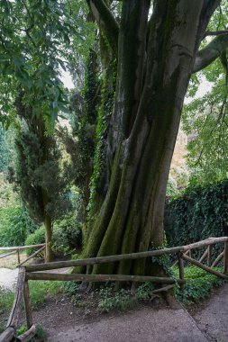 Valeggio sul Mincio, İtalya - 1 Temmuz 2023 - Parco Giardino Sigurta - Veneto bölgesi                                