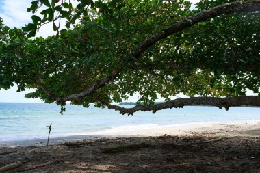 Cahuita, Kosta Rika - 16 Kasım 2024 - Cahuita Ulusal Parkı - plaj, orman ve renkli deniz yaşamı                               