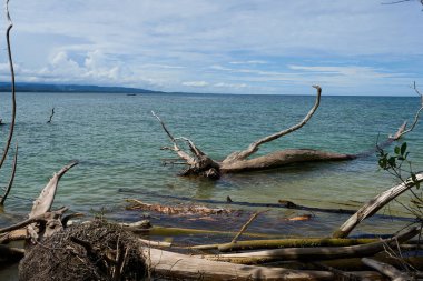 Cahuita, Kosta Rika - 16 Kasım 2024 - Cahuita Ulusal Parkı - plaj, orman ve renkli deniz yaşamı                               