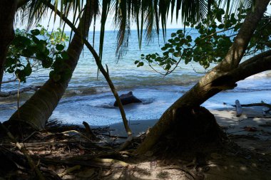 Cahuita, Kosta Rika - 16 Kasım 2024 - Cahuita Ulusal Parkı 'ndaki bir ormanda patika                                
