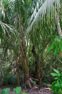Cahuita, Kosta Rika - 16 Kasım 2024 - Cahuita Ulusal Parkı 'ndaki bir ormanda patika                                