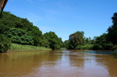 Tortuguero, Kosta Rika - 17 Kasım 2024 - Tortuguero kanalında orman manzarası                                