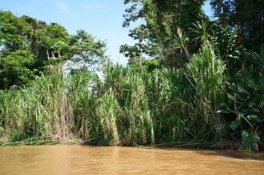 Tortuguero, Kosta Rika - 17 Kasım 2024 - Tortuguero kanalında orman manzarası                                