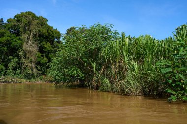 Tortuguero, Kosta Rika - 17 Kasım 2024 - Tortuguero kanalında orman manzarası                                