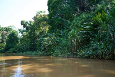 Tortuguero, Kosta Rika - 17 Kasım 2024 - Tortuguero kanalında orman manzarası                                