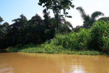 Tortuguero, Kosta Rika - 17 Kasım 2024 - Tortuguero kanalında orman manzarası                                