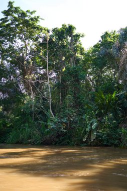 Tortuguero, Costa Rica - November 17, 2024 - jungle landscape in the Tortuguero channel                                 clipart