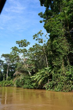 Tortuguero, Kosta Rika - 17 Kasım 2024 - Tortuguero kanalında orman manzarası                                