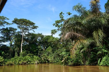 Tortuguero, Costa Rica - November 17, 2024 - jungle landscape in the Tortuguero channel                                 clipart