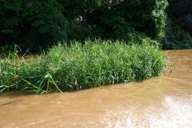 Tortuguero, Kosta Rika - 18 Kasım 2024 - Tortuguero kanalında orman manzarası                                