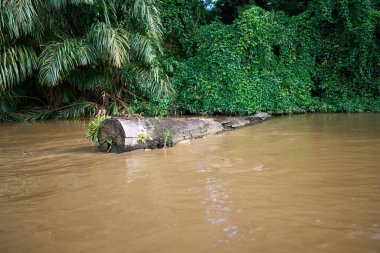 Tortuguero, Costa Rica - November 18, 2024 - jungle landscape in the Tortuguero channel                                 clipart