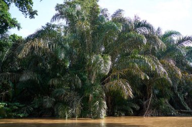 Tortuguero, Kosta Rika - 18 Kasım 2024 - Tortuguero kanalında orman manzarası                                