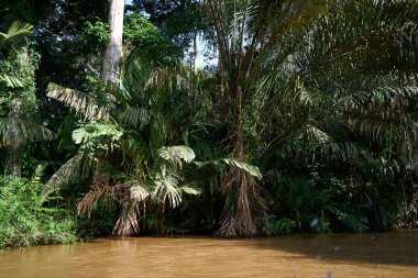 Tortuguero, Costa Rica - November 18, 2024 - jungle landscape in the Tortuguero channel                                 clipart