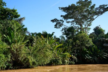  Tortuguero, Kosta Rika - 18 Kasım 2024 - Tortuguero kanalında orman manzarası                               