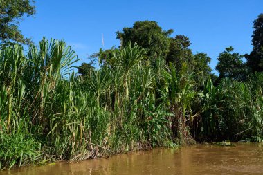 Tortuguero, Costa Rica - November 18, 2024 - jungle landscape in the Tortuguero channel                                 clipart