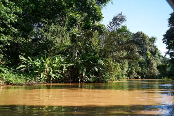 Tortuguero, Kosta Rika - 18 Kasım 2024 - Tortuguero kanalında orman manzarası                                