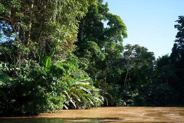 Tortuguero, Costa Rica - November 18, 2024 - jungle landscape in the Tortuguero channel                                