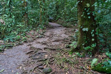 Alajuela Province, Costa Rica - November 19, 2024 - path through rainforest in the Tenorio Volcano National Park                                clipart