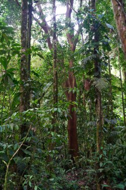 Alajuela Province, Costa Rica - November 19, 2024 - path through rainforest in the Tenorio Volcano National Park                                clipart