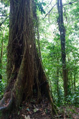 Alajuela Province, Costa Rica - November 19, 2024 - path through rainforest in the Tenorio Volcano National Park                                clipart