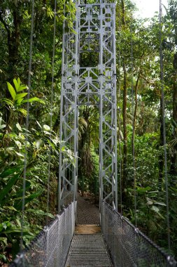 La Fortuna, Kosta Rika - 20 Kasım 2024 - Mistico Arenal Hanging Bridges Park, Provincia de Alajuela                                