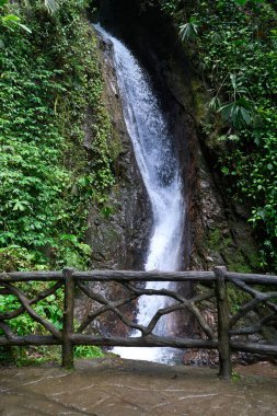 La Fortuna, Kosta Rika - 20 Kasım 2024 - Mistico Arenal Hanging Bridges Park, Provincia de Alajuela                                