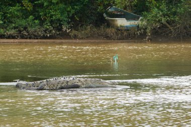 Jaco, Kosta Rika - 21 Kasım 2024 - Amerikan timsahı, Timsah Acutus, Puntarenas eyaletinin Tarcoles nehrinin kıyısında                               