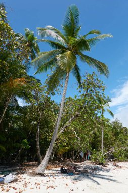 Puntarenas, Kosta Rika - 22 Kasım 2024 - Manuel Antonio Ulusal Parkı 'ndaki güzel tropik plaj                               
