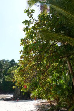 Puntarenas, Kosta Rika - 22 Kasım 2024 - Manuel Antonio Ulusal Parkı 'ndaki güzel tropik plaj                               