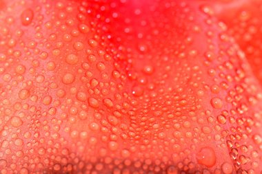 Haşhaş yaprağına yağmur damlaları (Papaver rhoeas)
