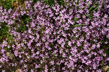 Kaya sabunu çiçekleri (Saponaria ocymoides) sabun yapımında kullanılan bir bitkidir.