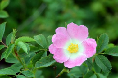 Yaban gülü (Rosa canina) çiçek açmış