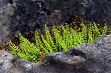 Eğreltiotu dalgıçları (Asplenium trikomanes) kayaların arasında yetişir.