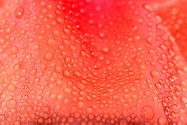 ケシの花弁に虹色の雨滴 乳頭シャクナゲ — ストック写真