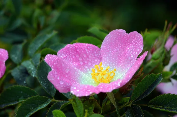 Rosa Silvestre Rosa Canina Flor —  Fotos de Stock