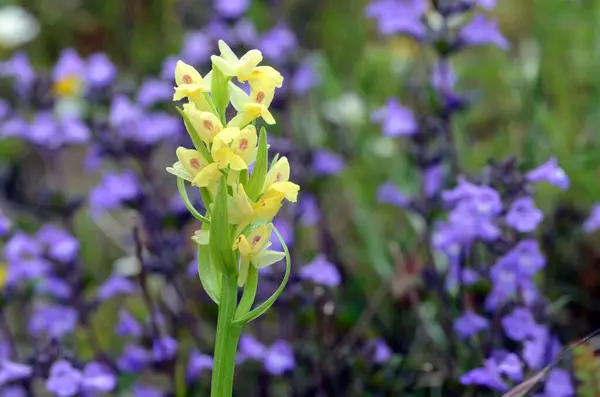 Fleurs Dactylorhiza Sambucina Une Orchidée Sauvage Qui Pousse Dans Les — Photo