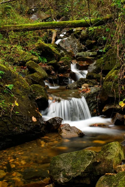 Gorbeia Doğal Parkı 'nda akıntı. Bask Ülkesi. İspanya
