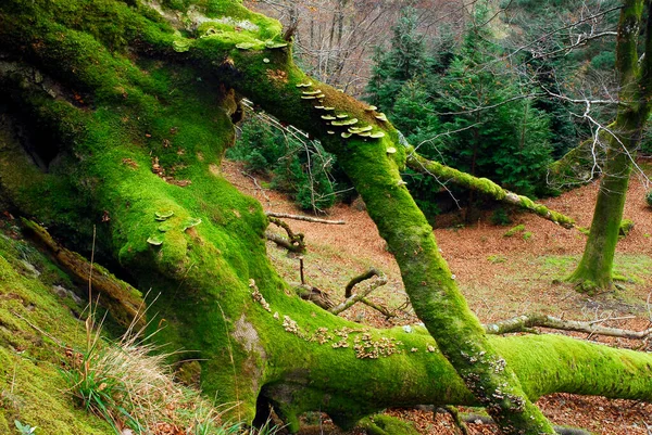 Champignons Sur Hêtre Couvert Mousse Dans Parc Naturel Gorbeia Pays — Photo