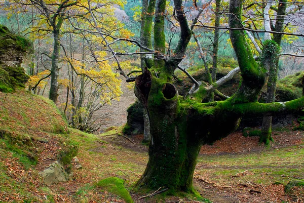 Kayın kömür yapmak için budanmış. Gorbeia Doğal Parkı. Bask Ülkesi. İspanya