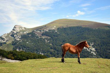 Bir tay ve Gorbea Dağı 'yla manzara. Gorbea Doğal Parkı. Bask Ülkesi. İspanya